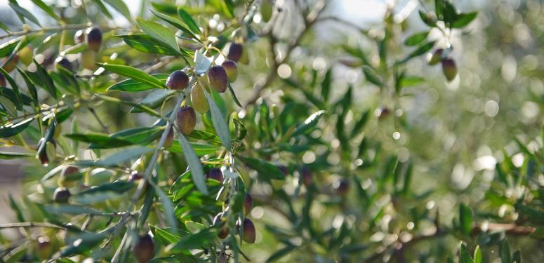 优质的橄榄油是如何制成的？